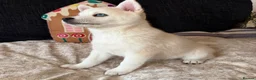 Pomsky dogs for sale: 3 Adorable Pomsky Puppies  - Advert 9