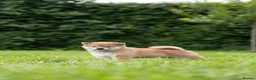 Japanese Shiba Inu dogs for sale: READY NOW Elite Japanese Shiba Inu puppies. - Advert 2