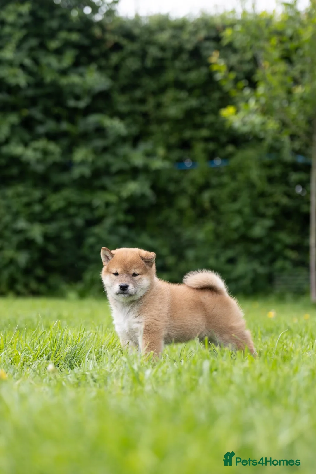 Japanese Shiba Inu dogs for sale: READY NOW Elite Japanese Shiba Inu puppies. - Advert 2