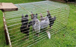 Chickens poultry for sale: Farmyard Mixed Chicks - Image 8