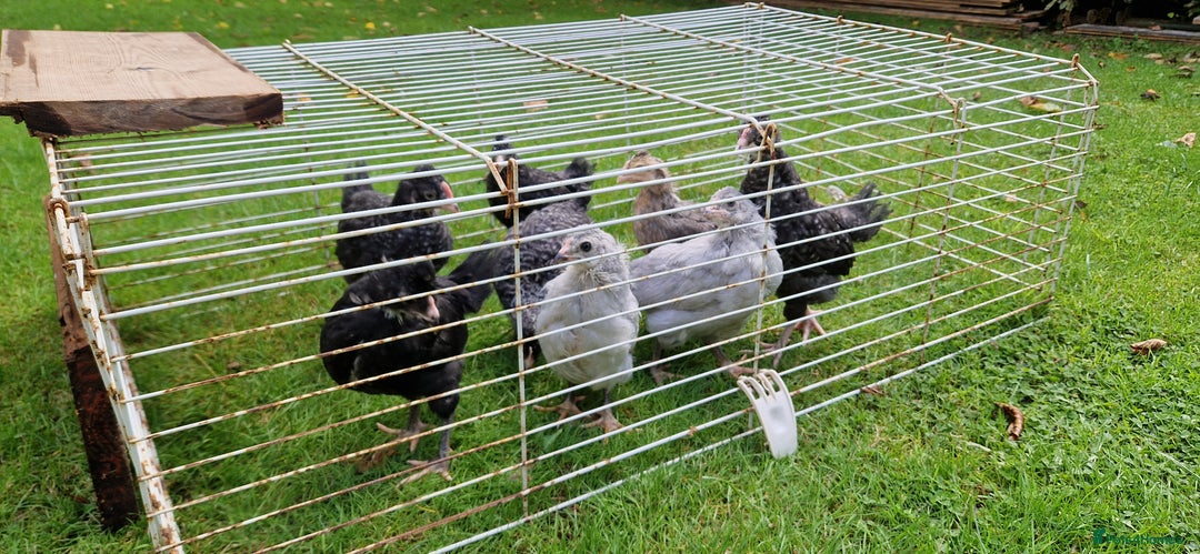 Chickens poultry for sale: Farmyard Mixed Chicks - Image 8