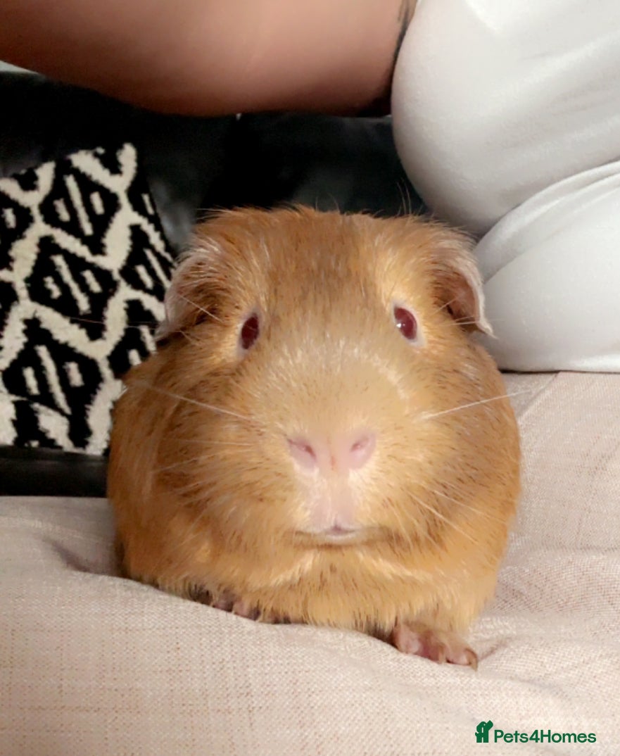 Guinea Pig rodents Guinea pigs male x2  - Advert 15