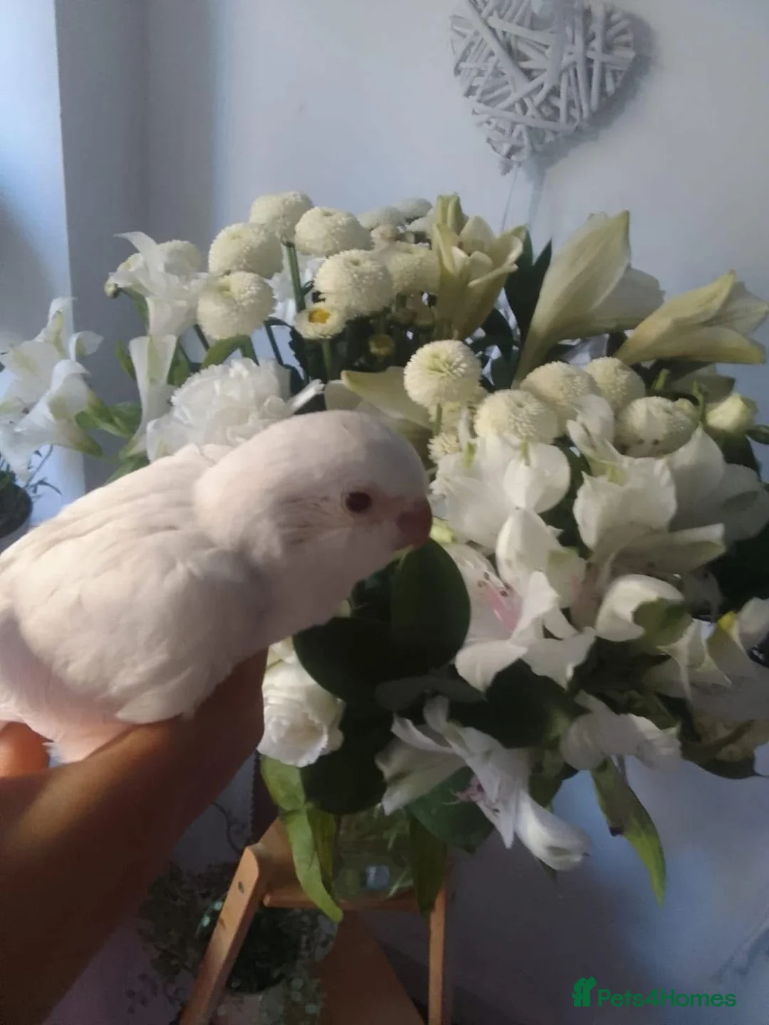 Parrots birds for sale: X2 quaker parrots monk parakeets  - Advert 14