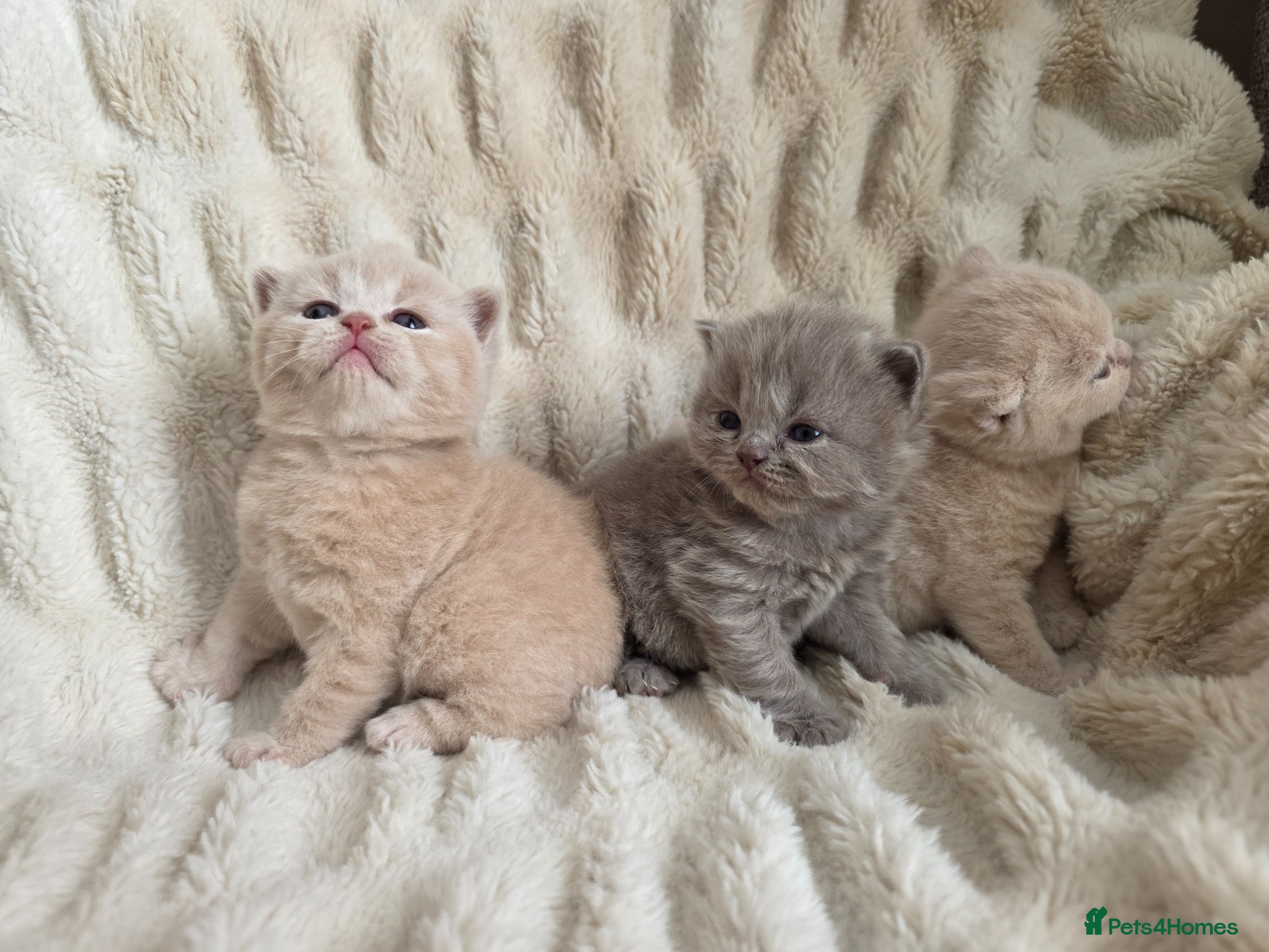 British Shorthair cats for sale: Beautiful champion GCCF British Shorthair Kittens  - Advert 10
