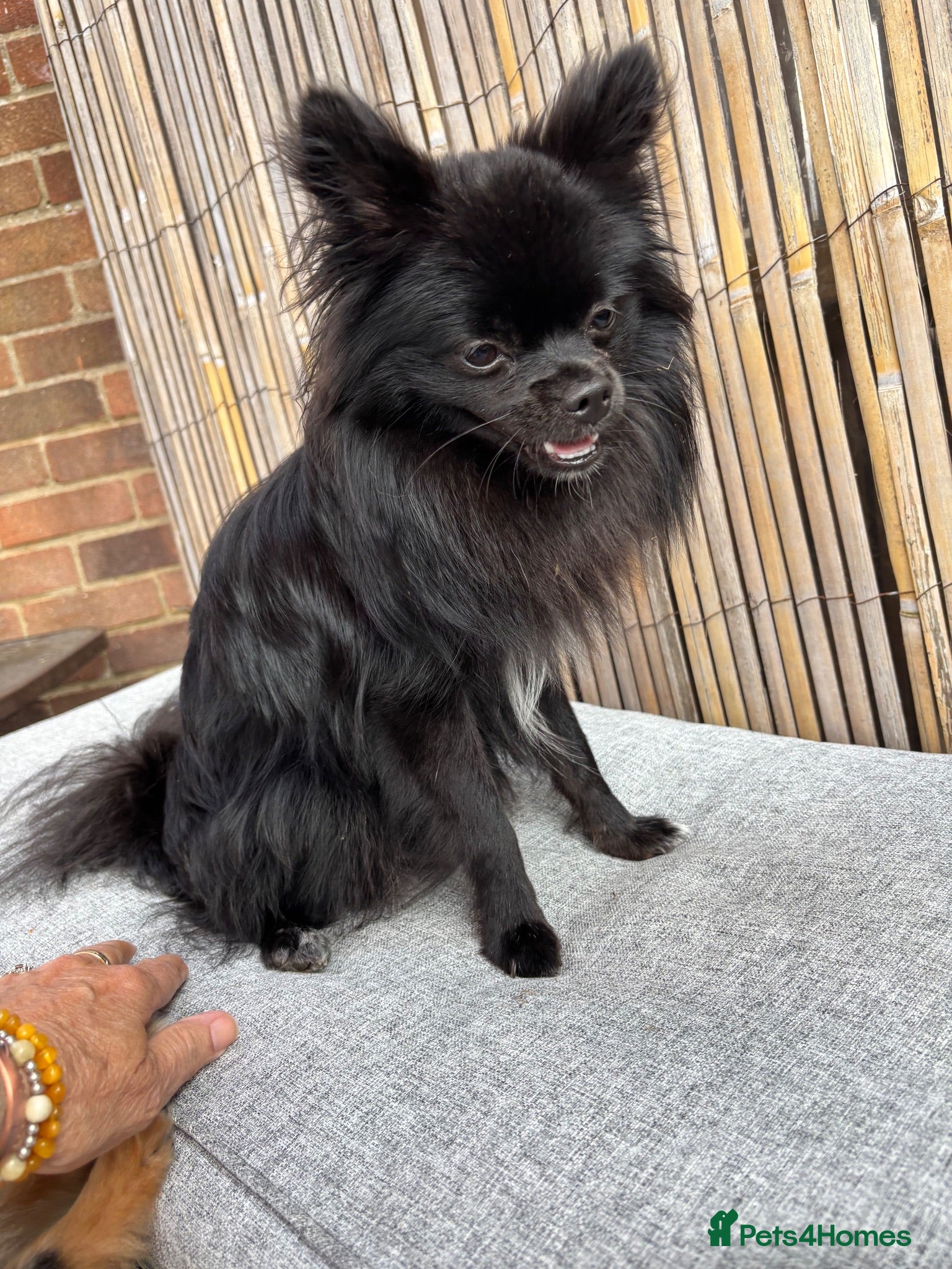 Pomchi dogs Primrose precious pomchi  - Advert 1