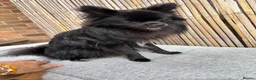 Pomchi dogs for sale: Primrose precious pomchi  - Advert 3