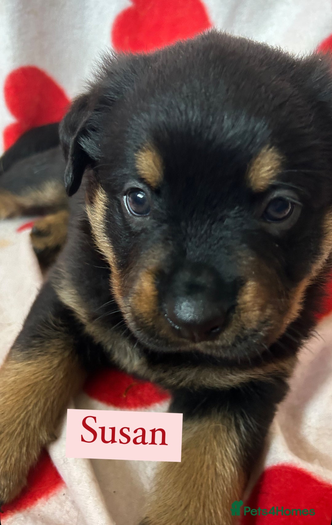 Rottweiler dogs for sale: 2 girls remaining  - Image 5