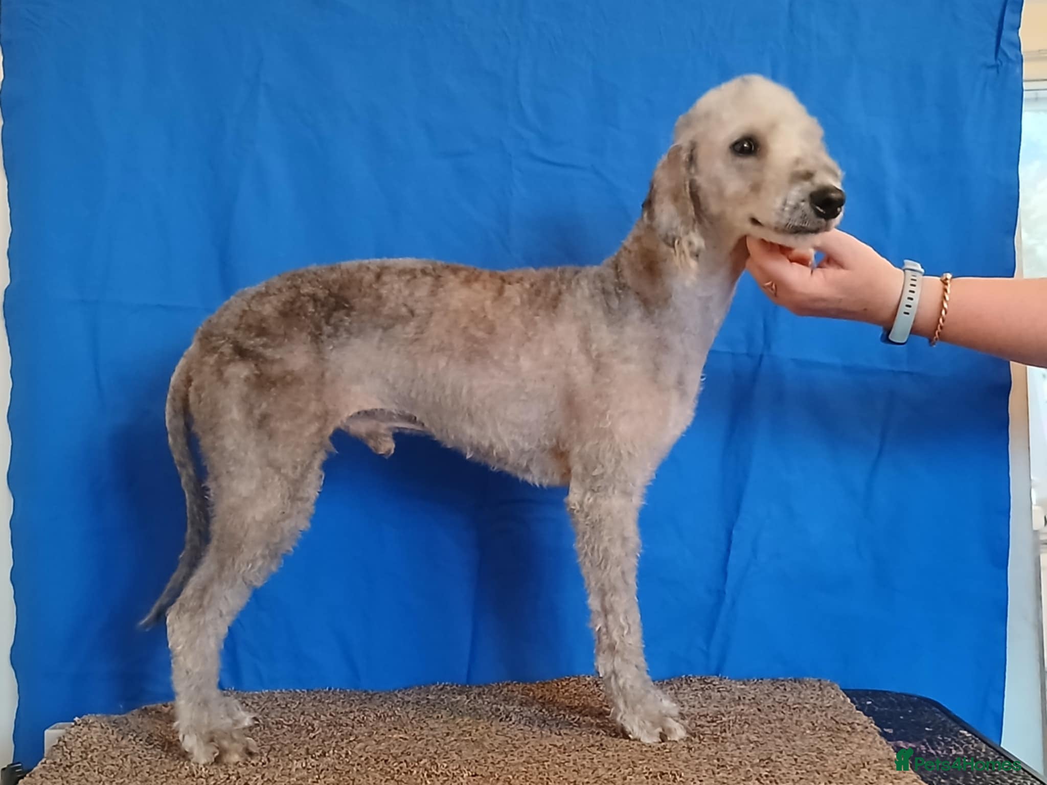 Bedlington Terrier dogs Bedlington Terrier at Stud - Advert 10