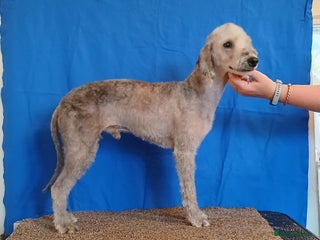 Bedlington Terrier dogs Bedlington Terrier at Stud - Advert 10