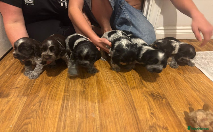 Cocker Spaniel dogs - Advert 2