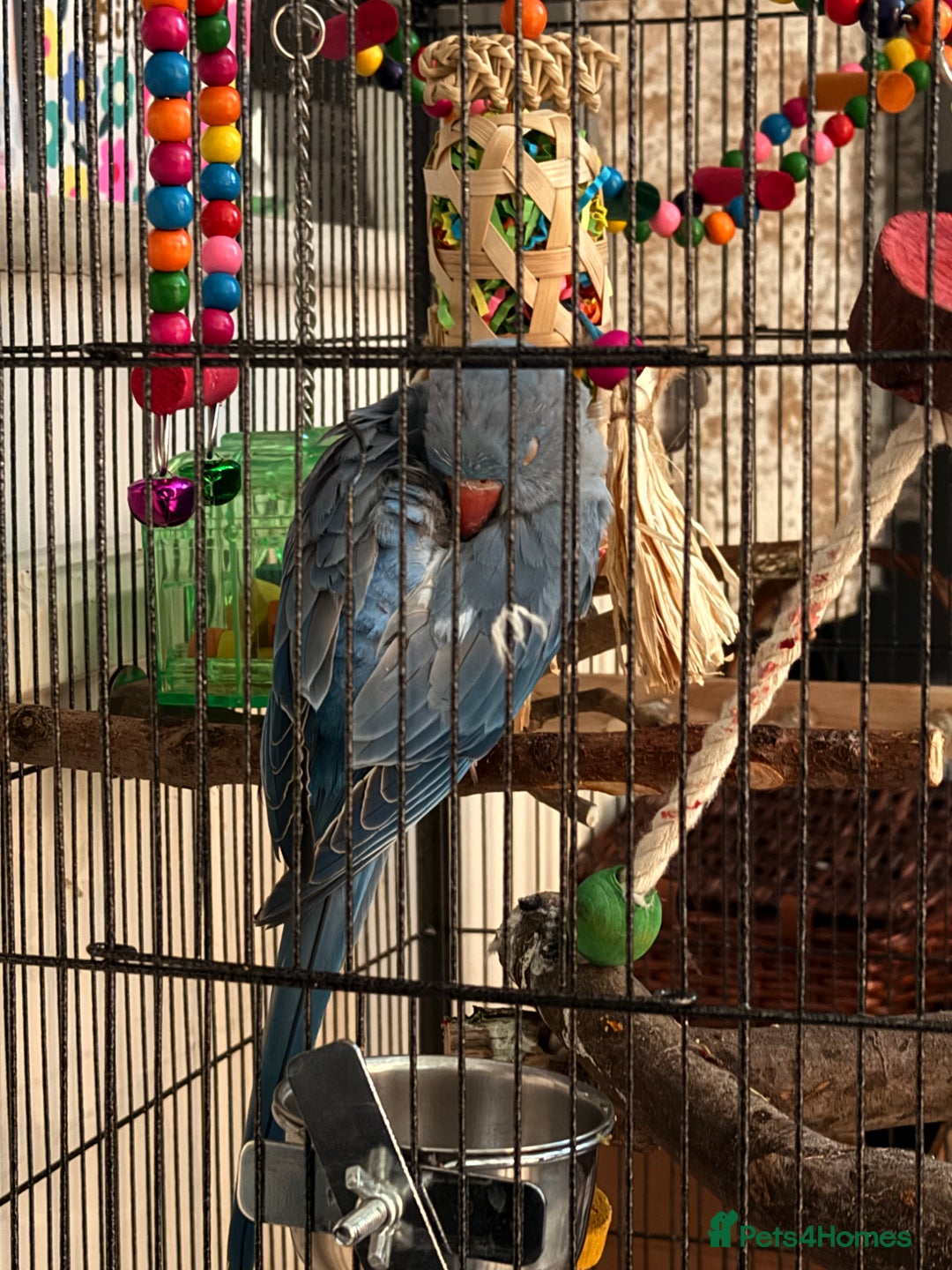 Ringnecks birds for sale: Blue Indian Ringneck - Bluey  - Image 6