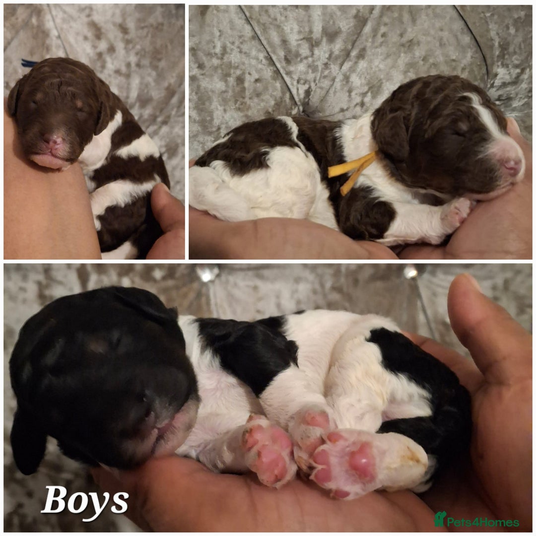 Standard Poodle dogs for sale: Beautiful KC registered parti tris - Advert 2