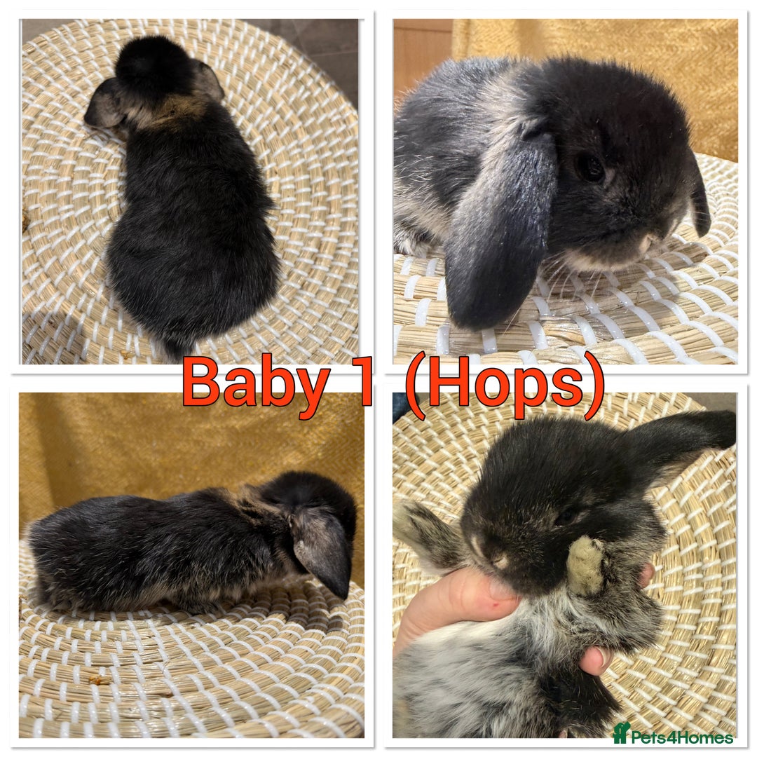 Mini Lop rabbits for sale: 5 Beautiful Baby Mini Lop Rabbits  - Advert 2