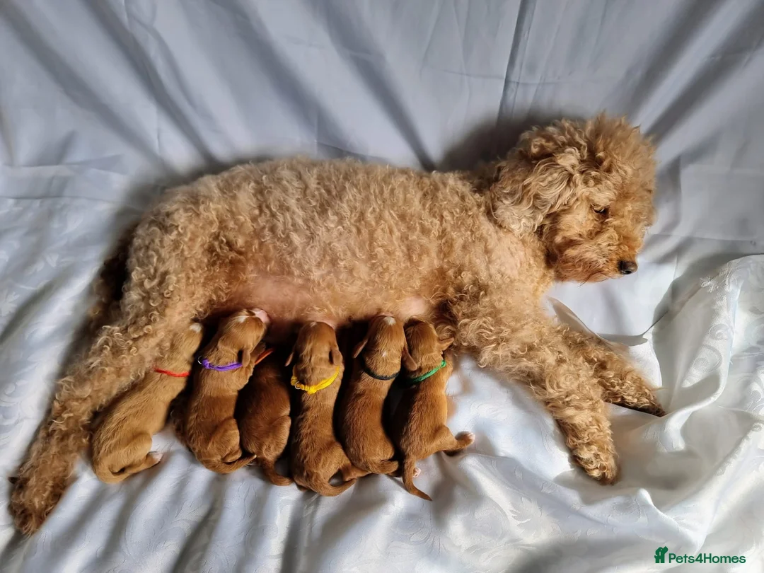 Cavapoo dogs for sale: Beautiful Cavapoo F1 puppies  - Advert 2