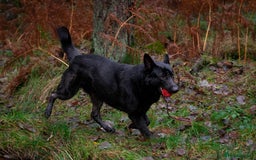 German Shepherd dogs for sale: Urgent rehome, need new home by 13th August  - Image 5