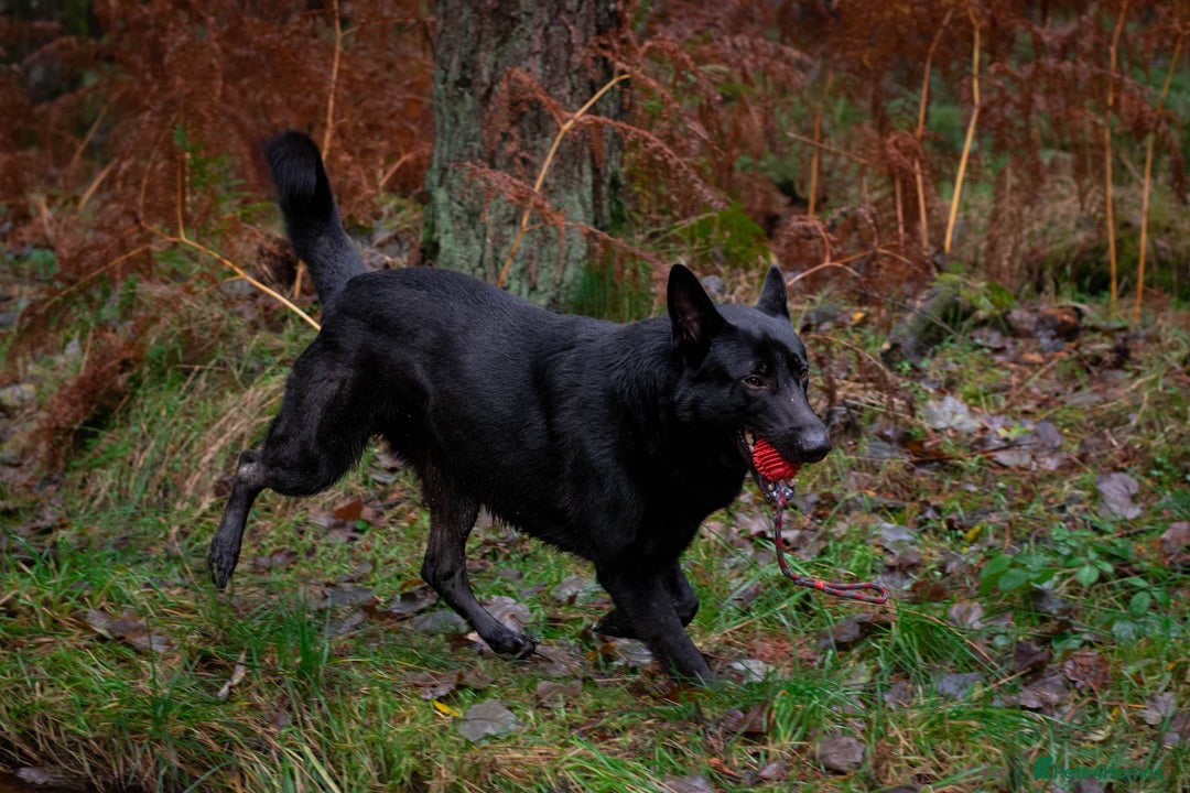 German Shepherd dogs for sale: Urgent rehome, need new home by 13th August  - Image 5