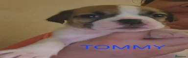TOMMY