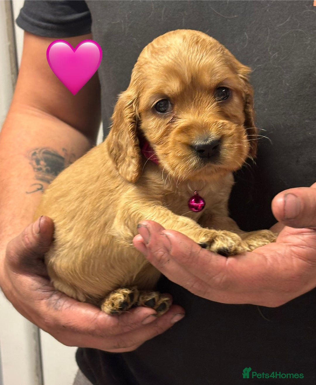 Cocker Spaniel dogs for sale: Outstanding KC Show Cocker Spaniels - Image 15