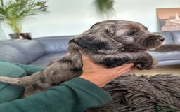 Cockapoo dogs for sale: Unique Rare Merle F1B Cockapoo Puppies - Image 3
