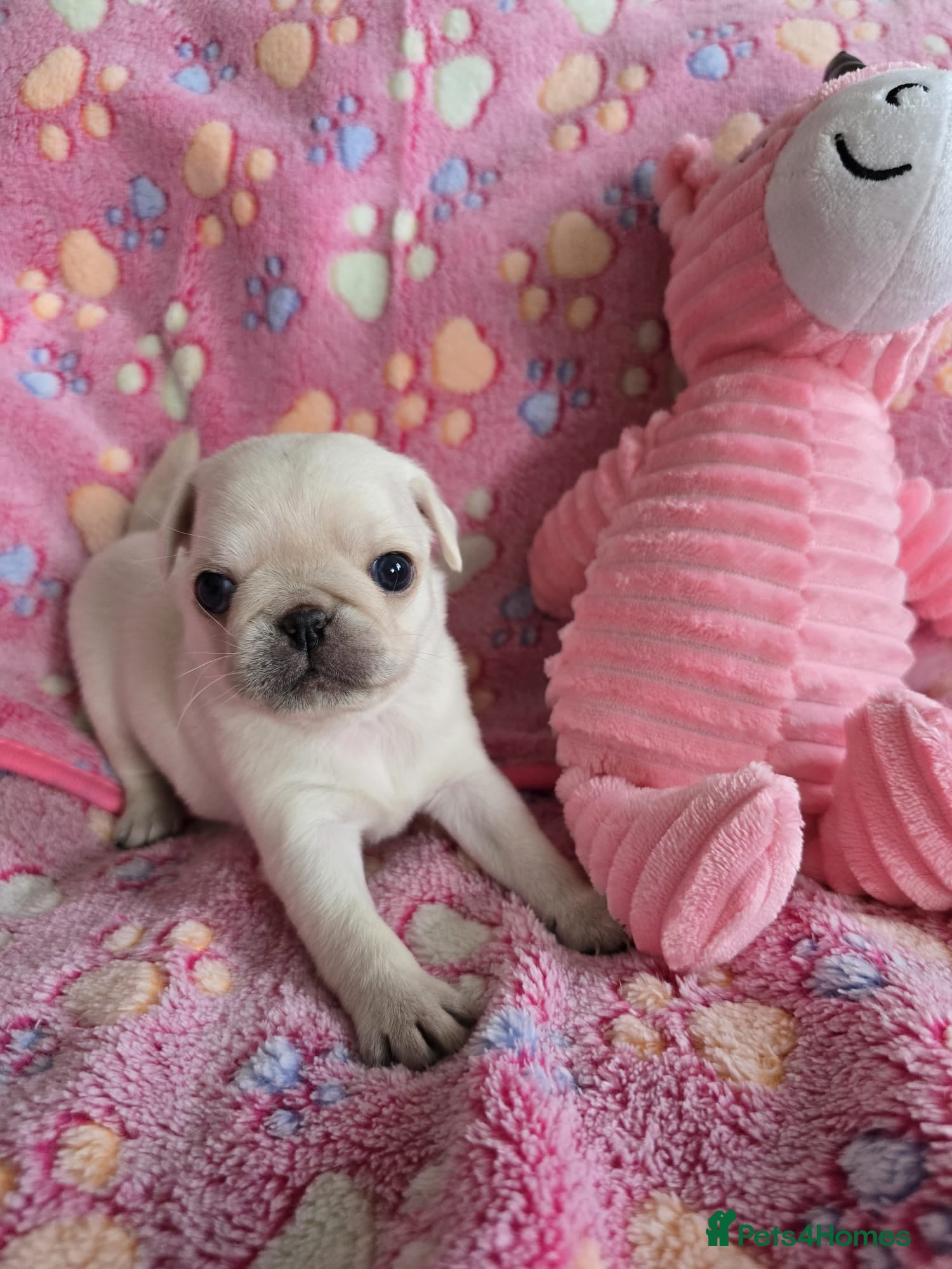 Pug dogs  1 PUG PUPPY remains! K. C. registered. - Advert 1