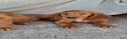 Mixed Breed dogs for sale: Golden irish puppies - Advert 3