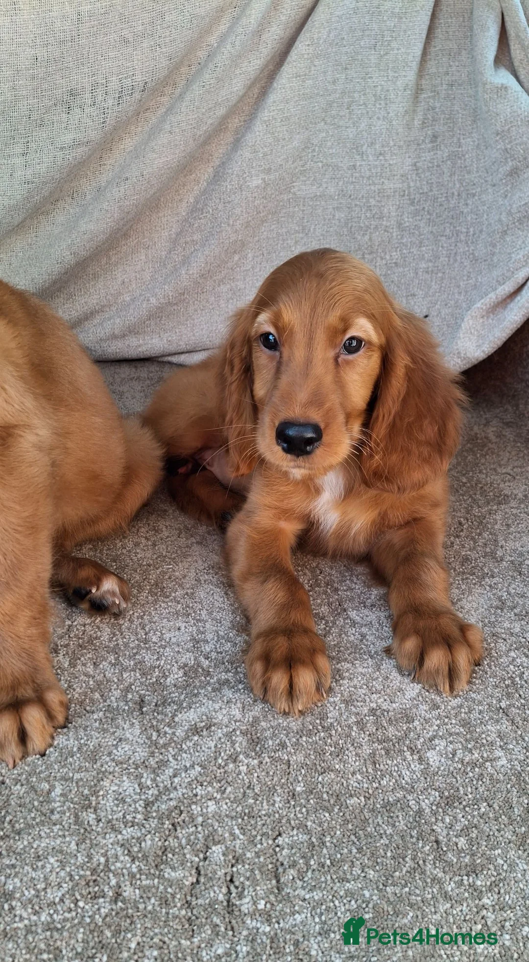 Mixed Breed dogs for sale: Golden irish puppies, last boy !! - Advert 1