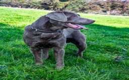 Labrador Retriever dogs for stud: Silver Labrador Stud- KC Registered  in Uttoxeter - Image 4