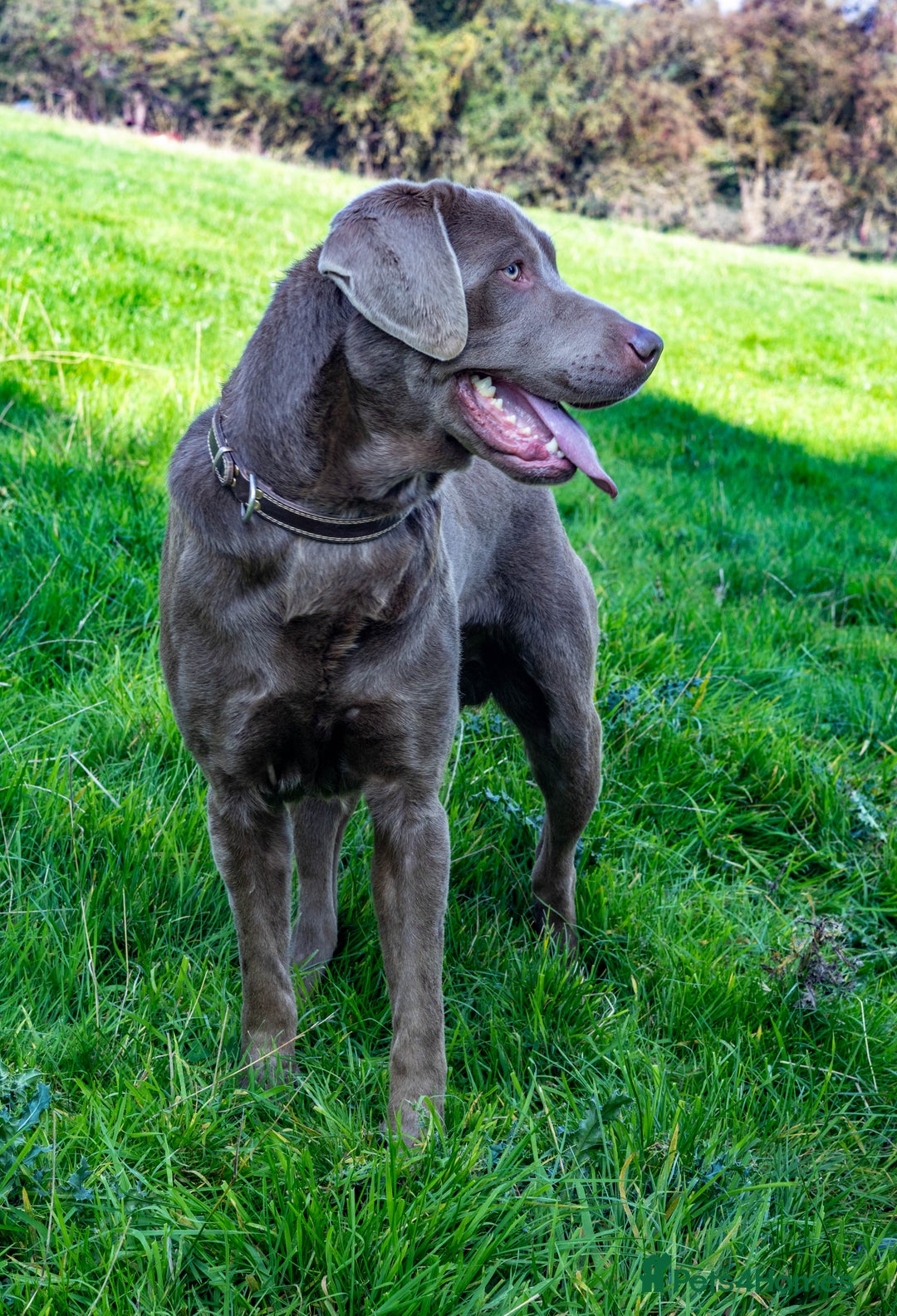 Labrador Retriever dogs for stud: Silver Labrador Stud- KC Registered  in Uttoxeter - Image 4