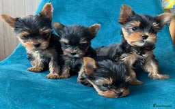 Yorkshire Terrier dogs for sale: Baby face mini pedigree YORKIE pups - Image 22