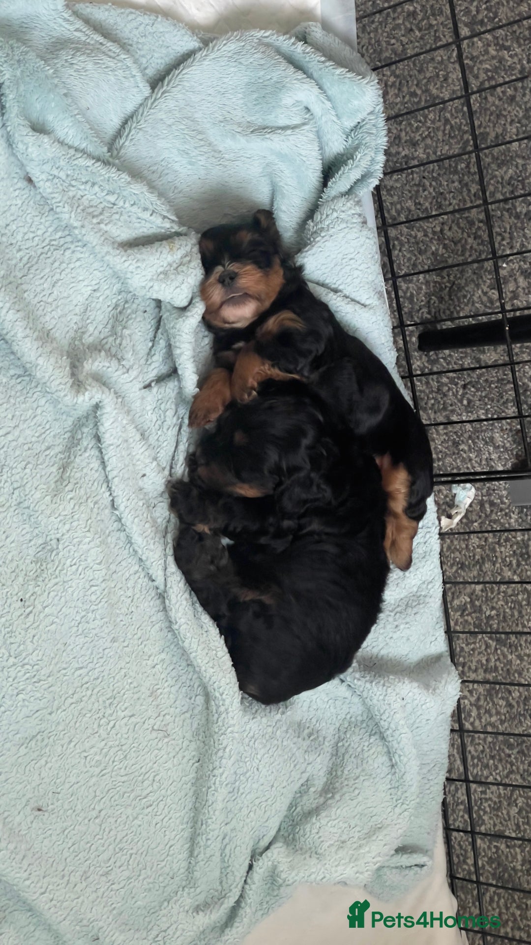 Mixed Breed dogs for sale: 2 Maltese x cockpoo puppies for sale - Image 6