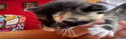 American Shorthair cats for sale: 5 beautiful kittens available  - Advert 5