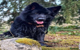German Shepherd dogs for stud: Solid black german shepherd stud dog - Image 9