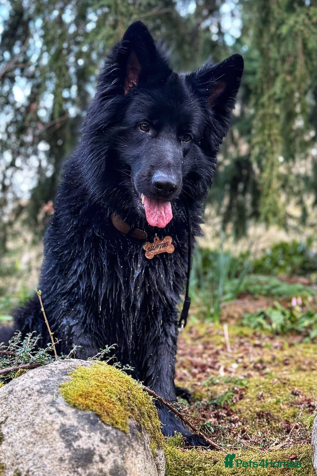 German Shepherd dogs for stud: Solid black german shepherd stud dog - Image 9
