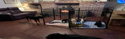 Mixed Breed dogs for sale: Delightful Double Doodles  in Crewe - Advert 9