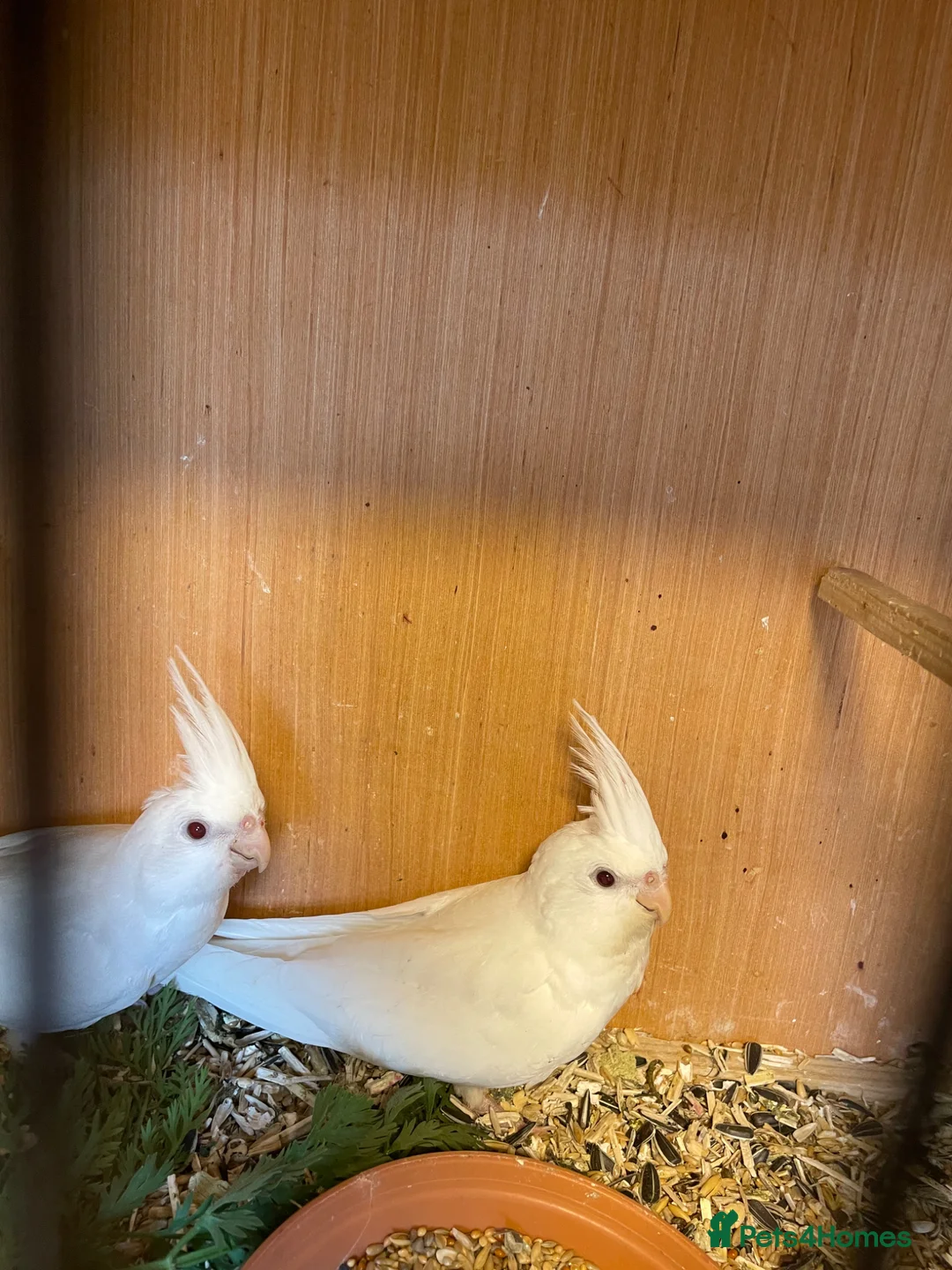 Cockatiels birds for sale: Cockatiels for sale  - Advert 1