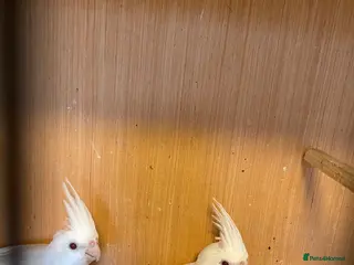 Cockatiels birds for sale: Cockatiels for sale - Advert 2
