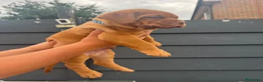 Dogue De Bordeaux 1