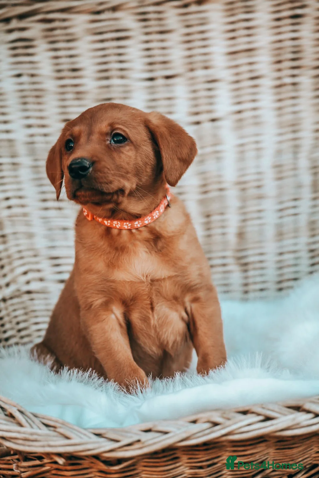 Labrador Retriever dogs for stud: HEALTH TESTED FOX RED LABRADOR (OFTW X FTCH)  in Grantham - Advert 11