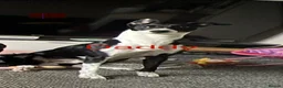 Mixed Breed dogs for sale: Manchester Terrier cross Lurcher beautiful puppy in Barnsley - Advert 12