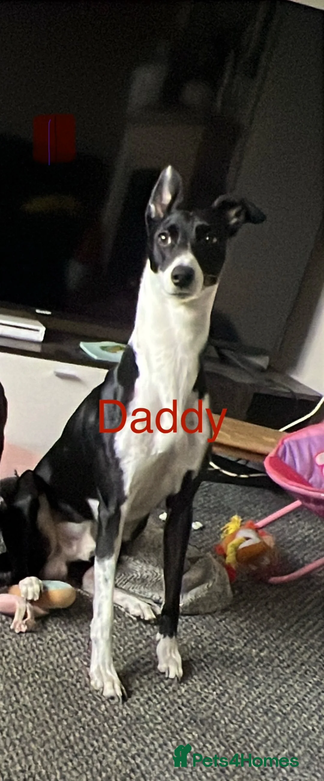Mixed Breed dogs for sale: Manchester Terrier cross Lurcher beautiful puppy in Barnsley - Advert 12