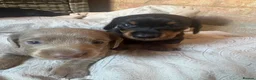 Miniature Dachshund dogs for sale: Beautiful Miniature Dachshund Puppies 🐾❤️ - Advert 3