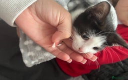 Mixed Breed cats for sale: Black & white kitten - Image 3