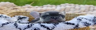 French Bulldog Puppy 1