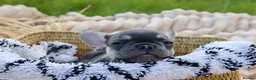 French Bulldog dogs for sale: KC Lilac, Black Tan French Bulldog - Advert 15