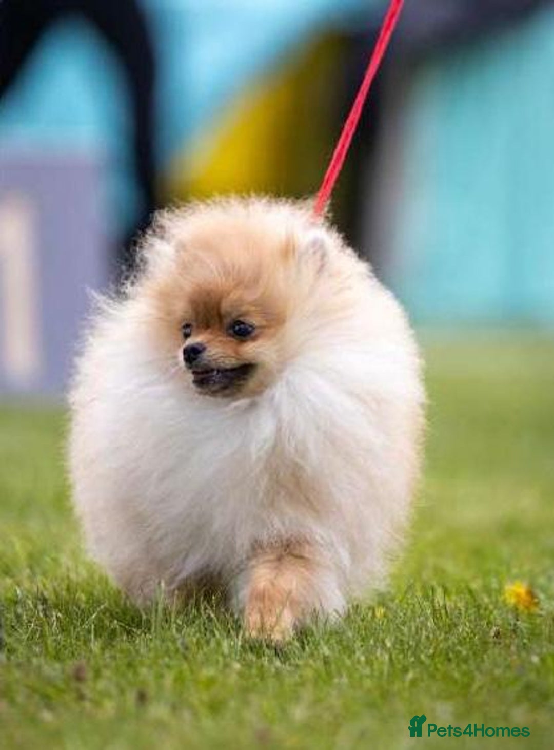 Pomeranian dogs for sale: Best Baby is looking for the most wonderful home  - Image 3