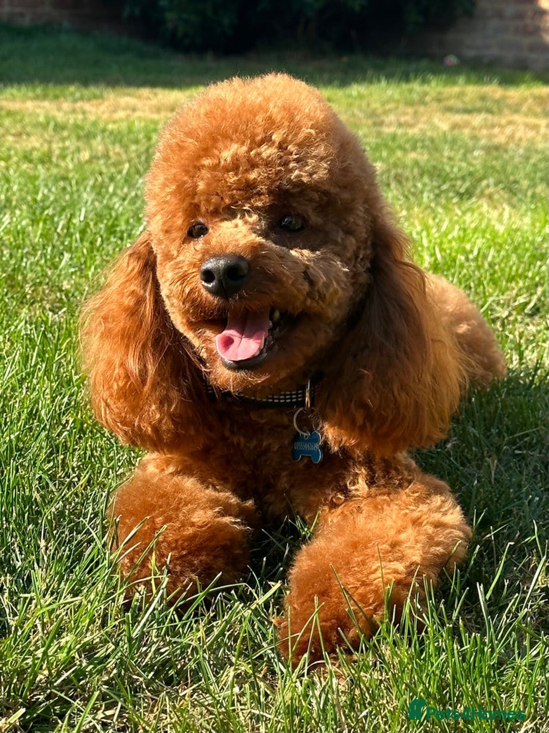 Maltipoo dogs for sale: Beautiful Tiny Maltipoo Tree girls 🐶🐾💝💝💝 - Advert 3