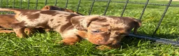 Dachshund dogs for sale: Gorgeous Dachshund Puppies! - Advert 4