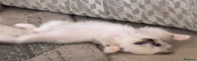 Ragdoll 1