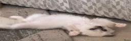 Ragdoll cats for sale: Pair of Ragdoll registered kittens - Advert 3