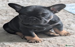 French Bulldog dogs for sale: Stunning Red fawn black & tan KC reg frenchie pups - Image 14